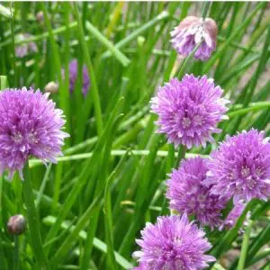 cebolinha francesa ciboulette organica 2 13 e1494732866793