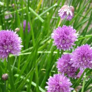 cebolinha francesa ciboulette organica 2 6 e1494733968306