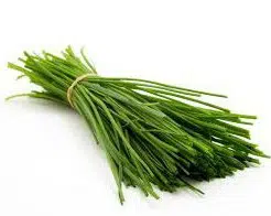 cebolinha francesa ciboulette organico 9892 e1495134877819