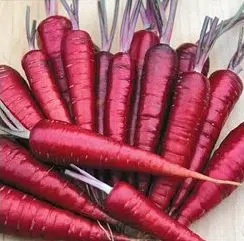 Sementes de Cenoura Roxa - So Flor Sementes