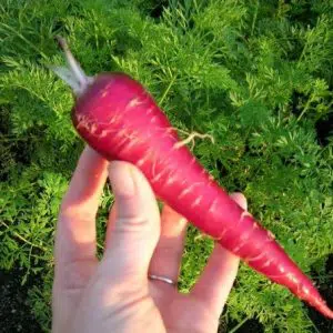 Sementes de Cenoura Roxa - So Flor Sementes