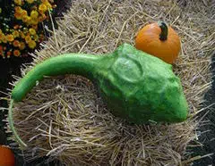 comprar semente rara de cabaca caveman 2 10 e1495128165827