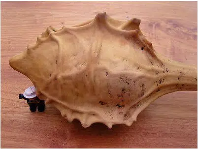 comprar semente rara de cabaca caveman 2 8 e1495128211213