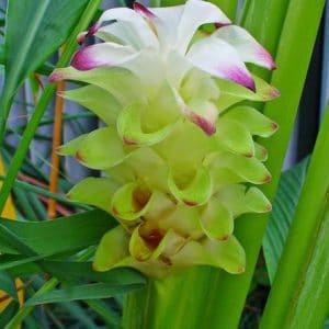 compre bulbo curcuma fantasy acafrao da terra 2 3 e1494866783963