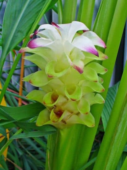 compre bulbo curcuma fantasy acafrao da terra 2 3 e1494866783963