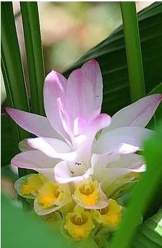 compre bulbo curcuma fantasy acafrao da terra 2 e1494866875877