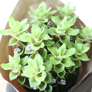 curcuma pearl green acafrao da terra 1 bulbo 2041