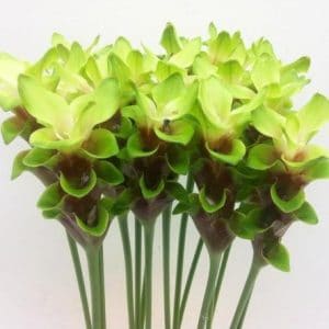 curcuma pearl green acafrao da terra 1545 e1494866709163