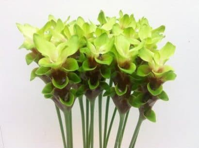 curcuma pearl green acafrao da terra 1545 e1494866709163