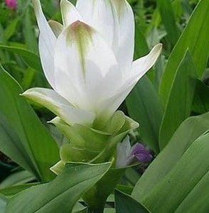 curcuma pearl green acafrao da terra 2 2 e1494866390263