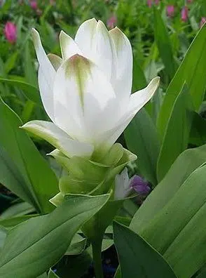 curcuma pearl green acafrao da terra 2 2 e1494866390263