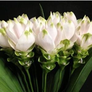 curcuma pearl green acafrao da terra 2 3 e1494866349532