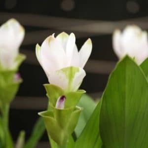 curcuma pearl green acafrao da terra 2 4 e1494866307512