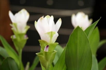 curcuma pearl green acafrao da terra 2 4 e1494866307512