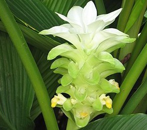 Curcuma Pearl Green (Açafrão da Terra): 1 Bulbo - SoFlor Sementes