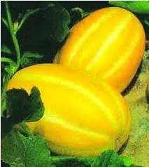 plantar melao caipira gaucho 2 3 e1495127617902