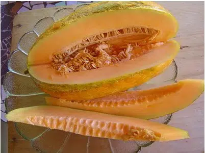plantar melao caipira gaucho 2 e1495127656529