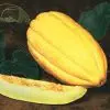 plantar melao caipira gaucho 9967 e1495127680500