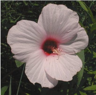 sementes da flor hibisco 2 2 e1495130487253