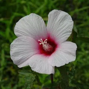 sementes da flor hibisco 2 3 e1495130455286