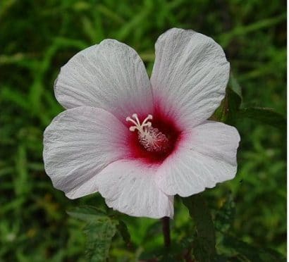 sementes da flor hibisco 2 3 e1495130455286