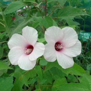 sementes da flor hibisco 2 4 e1495130427548