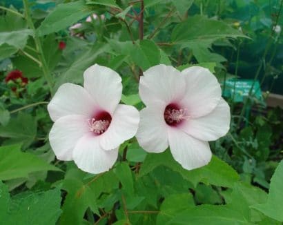 sementes da flor hibisco 2 4 e1495130427548