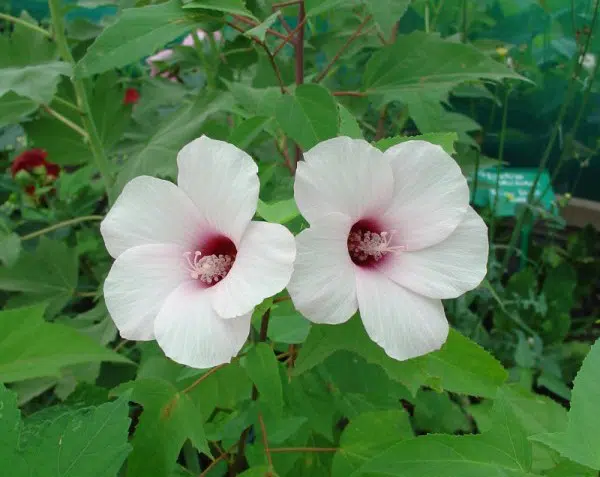 sementes da flor hibisco 2 4 e1495130427548