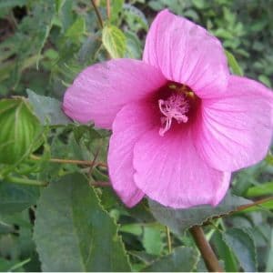 sementes da flor hibisco 2 5 e1495130396922