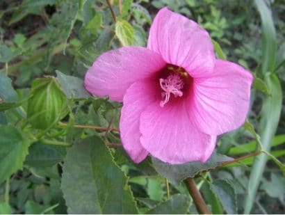 sementes da flor hibisco 2 5 e1495130396922