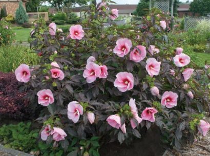 sementes da flor hibisco 2 e1495130521369