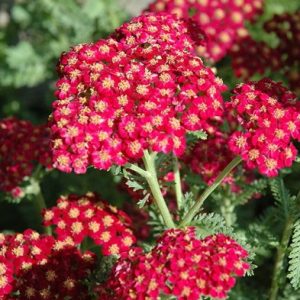 Sementes da Flor Mil-Folhas Vermelha