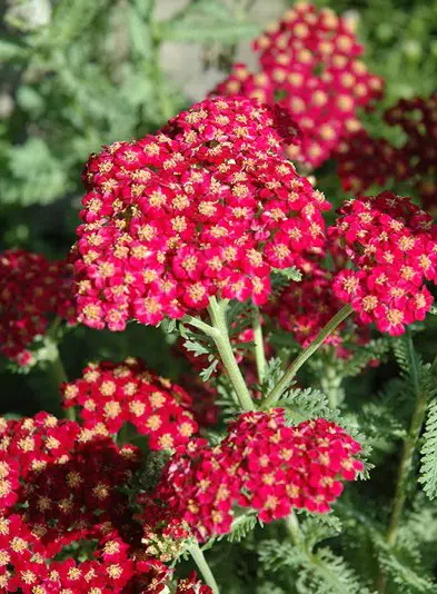 sementes da flor mil folhas vermelha 2 3 e1495133123532