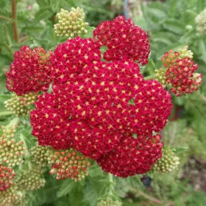 sementes da flor mil folhas vermelha 2 4
