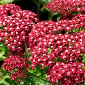 sementes da flor mil folhas vermelha 2 6 e1495133040411