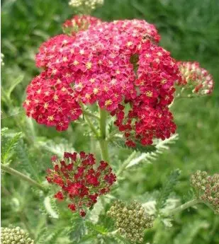 sementes da flor mil folhas vermelha 2 e1495133175981