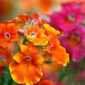 sementes da flor nemesia sortida 2 3 e1495131554212