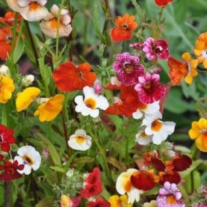 sementes da flor nemesia sortida 2 5 e1495131512849