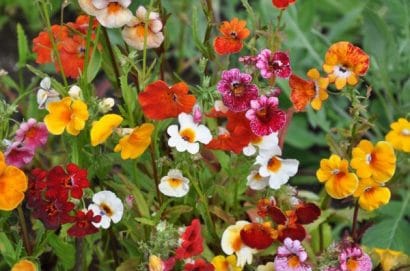 sementes da flor nemesia sortida 2 5 e1495131512849