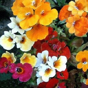 sementes da flor nemesia sortida 2 6 e1495131490765