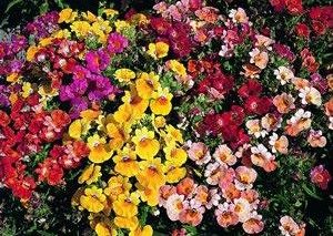 sementes da flor nemesia sortida 2 7 e1495131466901