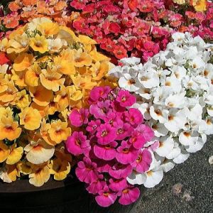 sementes da flor nemesia sortida 2 8 e1495131438768