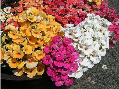 sementes da flor nemesia sortida 2 8 e1495131438768