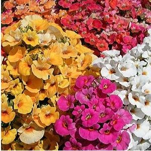 sementes da flor nemesia sortida 2 e1495131600730