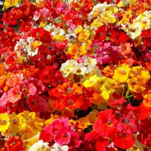 sementes da flor nemesia sortida 9333 e1495131631862