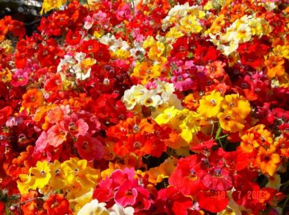 sementes da flor nemesia sortida 9333 e1495131631862