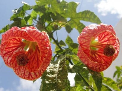 sementes da flor sininho chines 2 4 e1495131358628