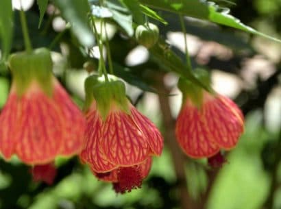 sementes da flor sininho chines 2 8 e1495131284937