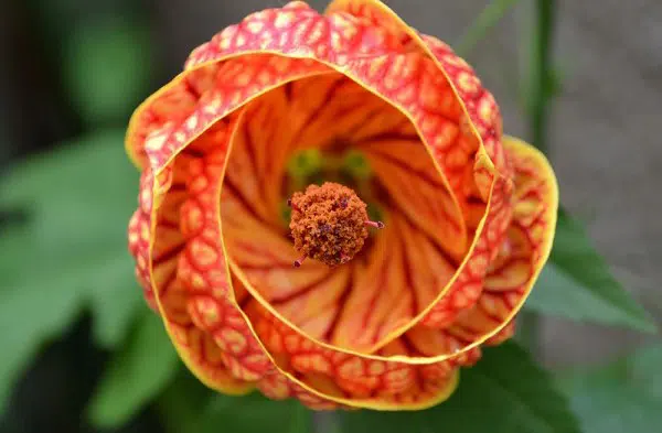 sementes da flor sininho chines 2 9 e1495131265815