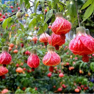 sementes da flor sininho chines 2 e1495131406132